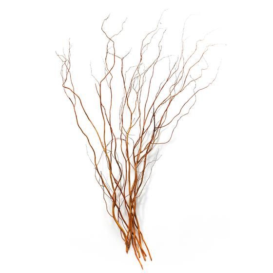 Branches-Curly Willow 